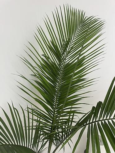 цветы лилия цена: 🌿 Арека гүлү сатылат! 🪴 🌱 Бийиктиги — 2 метр ✨ Абалы сонун, жакшы — 3