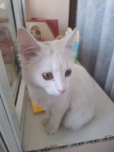 купить домик для кошки недорого: 5 айлык, Ургаачы, Аргын, Лотокко барууга үйрөтүлгөн, Курттардан тазаланган