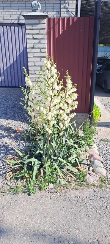 Садовые цветы и кустарники: Саженцы цветка: Клематисы — 8