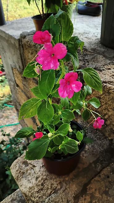 pelarqoniya bitkisi: Saksıda “Impatiens” (balzam/yenibahar) dekorativ çiçək bitkisi - Növ — 4
