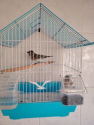 hint bülbülü: Çöl bülbülü satilir 2 eded Qəfəs qarışıg 25man