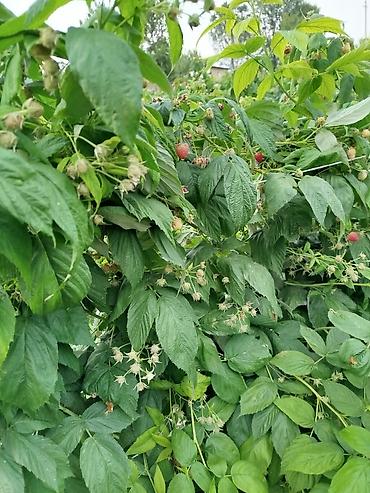 Фрукты и ягоды: Саженцы малины мапема полонез принимаю заказы на саженцы Малина — 20