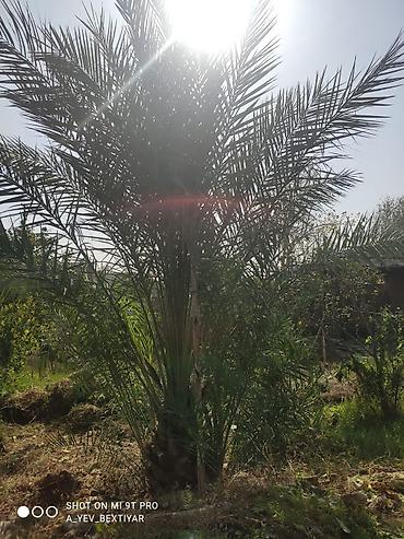 ot toxumu satisi: ​🌴 MÖHTƏŞƏM VƏ ƏZƏMƏTLİ FİNİKS PALMASI SATILIR! 🌴 ​Həyətinizə və ya — 5