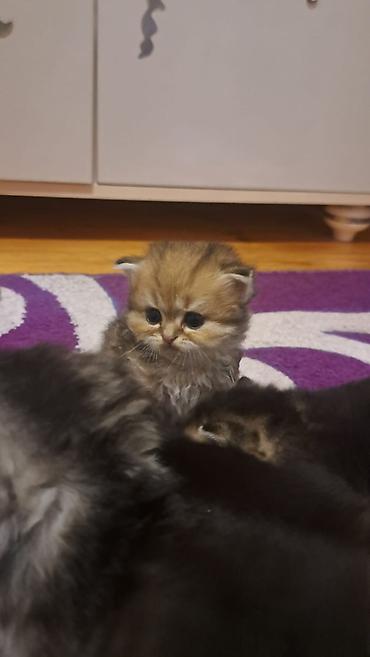 Pişiklər: Britan -da lalafo.az — 3 Pişiklər: Britan — 3