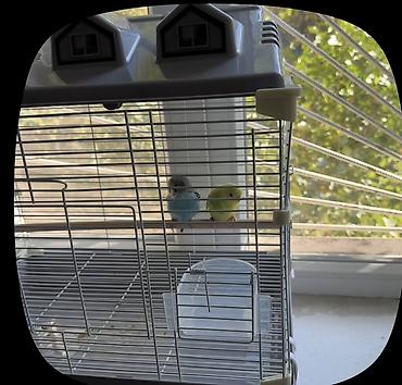 купить куры бройлеры: 🦜 Продаётся жёлтый попугай! Продаю попугая, который умеет — 2