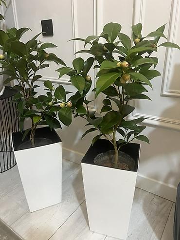 Комнатные растения: Бесплатная доставка по городу 🚗🪴 (Guzmania) с ярким красно‑оранжевым — 7