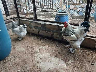 ordək balası və cucə: Brahma “Light” cinsli toyuq və xoruz cütü - Nadir, dekorativ görünüş — 2