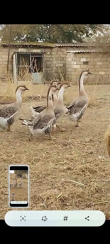 K/t heyvanları və malları: Satılır: 15 yumurtasi Afrikan qazi qara dimdik - Uzun, incə boyunlu — 4