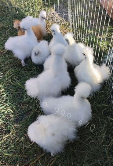 продаю козла: Продам цыплят Китайской шелковой породы Возраст от недели Цена от