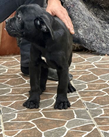 İtlər: Kane-Korso — 13