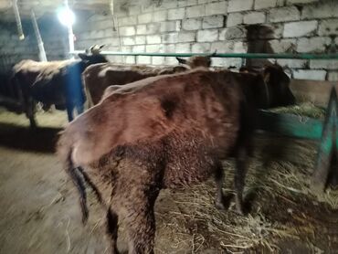 Dana, buzov: Dana, buzov, Dişi, Holsteyn, ay: 1, 560 kq, Ətlik — 10