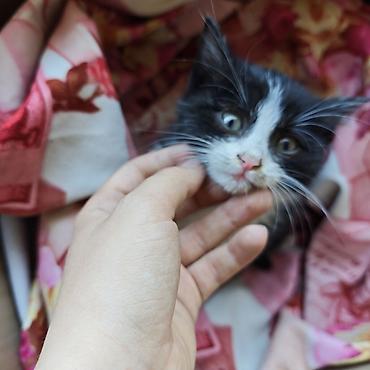 Отдам даром кошку: Кошка даром: Беспородная, 1 месяц, Мальчик — 4
