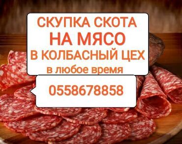 Животные - Сокулук: Дорого покупаем коров лошадей бычков и тёлок на забой в колбасный цех