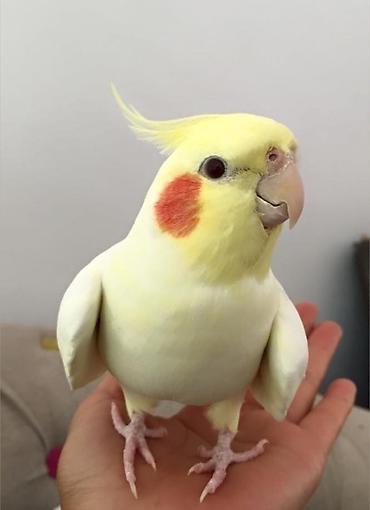 Tutuquşları: 🦜 Salam! Hazır əl quşlarımız mövcuddur 🗣️ Danışdirmaq üçün Sultan — 5