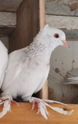 xacmazda satilan inekler: Dekorativ göyərçin 15 AZN