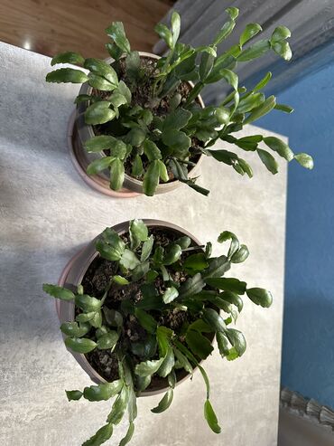 продам излишки клематисы: Комнатные цветы Цветок растение Декабрист. 2шт