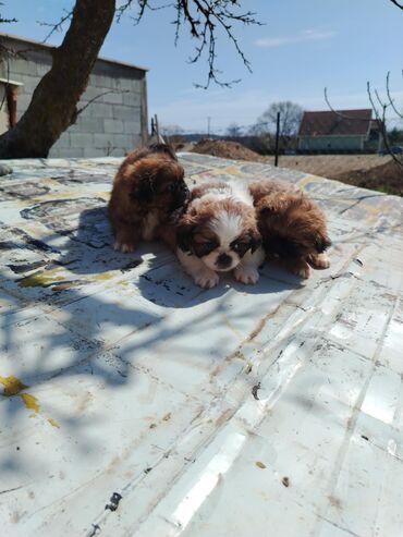 psi na poklon prokuplje: Dogs