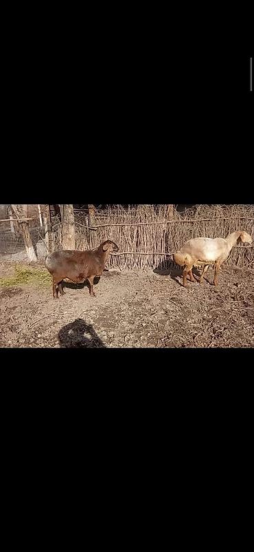 Баран, овца: Продаю | Овца (самка) | Для разведения | Матка — 8