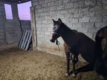Лошади, кони: Продаю | Кобыла (самка) | Рабочий — 7