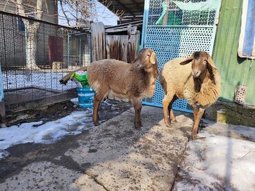 бараны романовской породы купить: Продаю | Ягненок | Арашан | Для разведения | Ярка