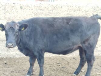 сколько длится беременность коровы: Продаю | Корова (самка) | Ангус