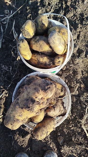 Помидоры: Помидоры Сливки — 5