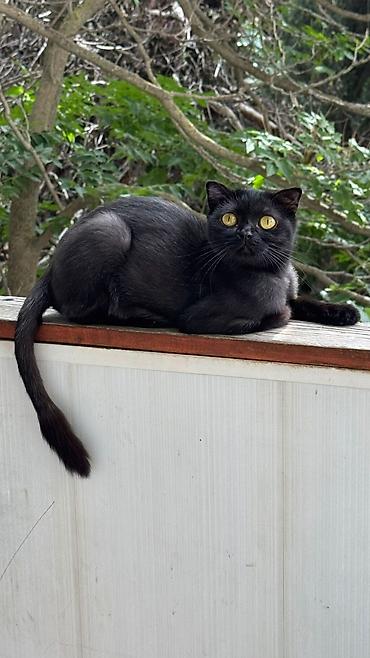 Yaxşı əllərə, Pulsuz çatdırılma