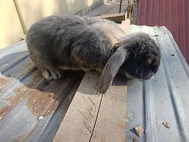 ph down: Продаю | Крольчата | Французский баран | Для разведения — 10