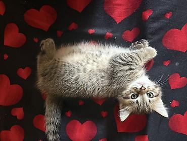 yeni doğulmuş pişik balası: Şinşilla, Dişi, Yaxşı əllərə, Ödənişli çatdırılma — 4