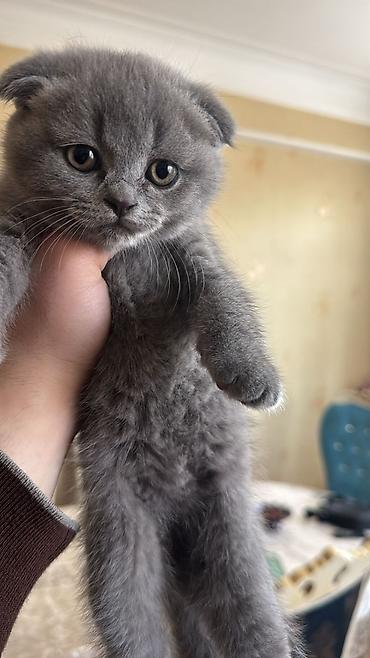 Pişiklər: Şotland, Erkək, Dişi — 16