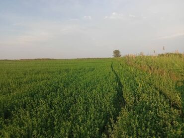 земельный участок первая линия: 600 соток