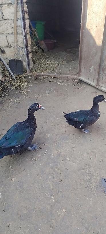 akvarium qiymetleri: Erkey dişi qiymət cutne ayidi — 2