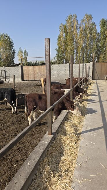 дойных коров: Сатам | Бука (эркек) | Герефорд | Бордоп семиртүү үчүн