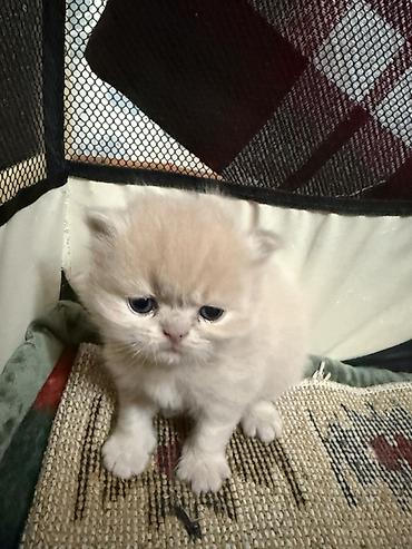 Pişiklər: Fars — 6