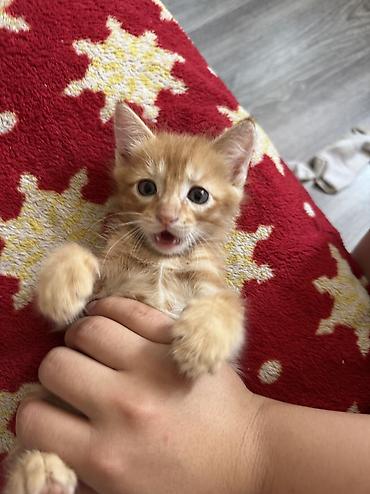 рыжая кошка: Кошка даром: Беспородная, 1 месяц, Мальчик, Приучена к лотку — 3