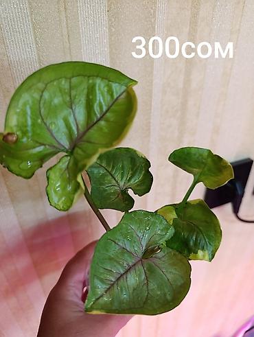 большой фикус: Сингониум (Syngonium), комнатное декоративнолиственное растение в — 1