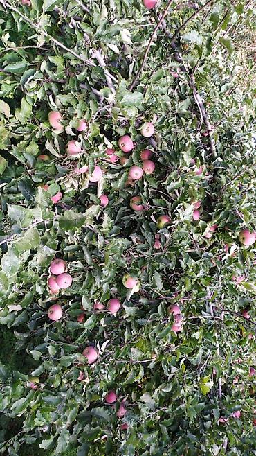 Другие услуги: Жемиш багын Оз убагында, туура бутоо Мол тушум Алма бак бутайбыз Ар — 7