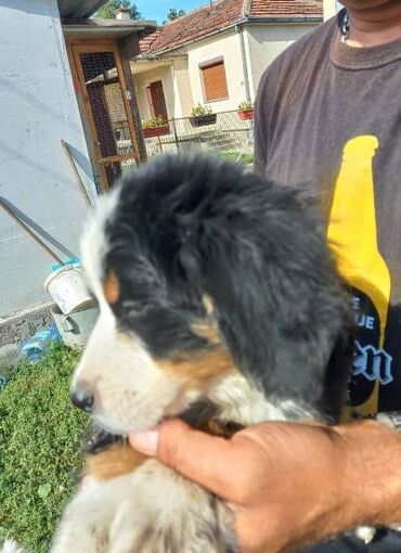 poklon: Bernski planinski pas, muško štene Na prodaju muško štene Bernskog