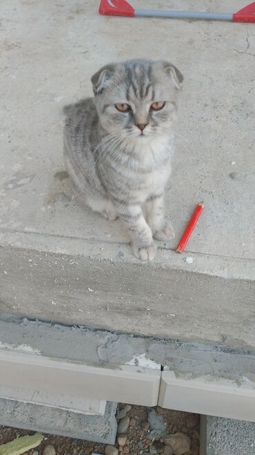 Фасадчики, отделочники: Фасадчик. С опытом — 3