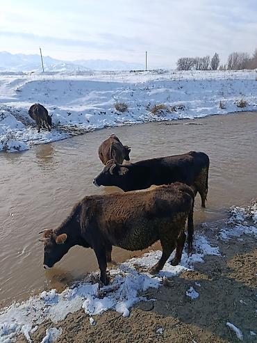 Коровы, быки: Продаю | Корова (самка) | Для молока — 19