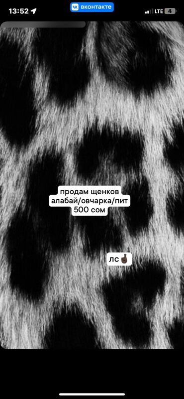 Иттер сатылат: 1 айлык, Эркек