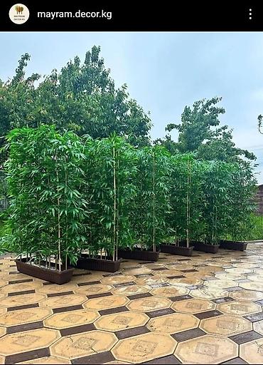 Декоративные цветы: Искусственные деревьяи цветы для вашего интерьера Адрес: г. Бишкек. ул — 17