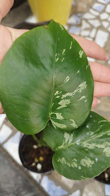Филодендроны: Монстера Monstera 'Aurea Neon' / 'Lemon Lime'). Монстера Бульвазавр и — 11