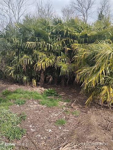 divar dekorları: Landşaft üçün palma kolları – canlı hasar və tropik görünüş üçün - — 3