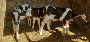 продать петуха мраморного кохинхина: Продаются бычки прошу по 48т