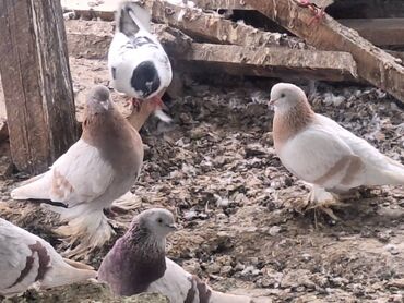 Птицы: Породистые декоративные голуби (разные масти и типы оперения) — 4