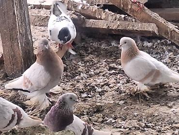 Другие с/х животные: Породные голуби декоративных линий. Описание: - Разноцветные окрасы — 4