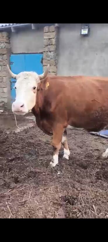 Inəklər, öküzlər: 2-ci balasidi erkek balasi var 25 südü var — 1