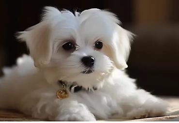 afcarka balası: Maltipoo (Maltese bişon) balaları – ağ, yumşaq və hipoallergen tüklü — 6