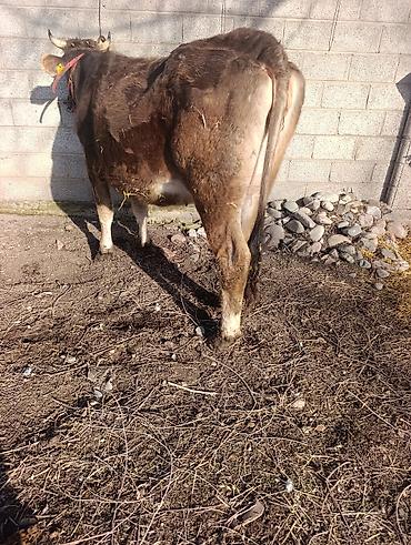 Коровы, быки: Продаю | Корова (самка) | Для молока | Привязанные — 4